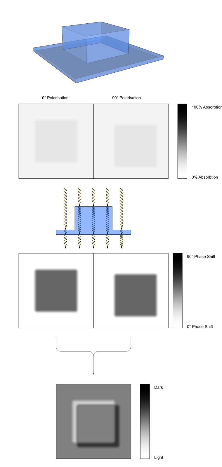 Формирование изображения при дифференциально-интерференционном контрасте